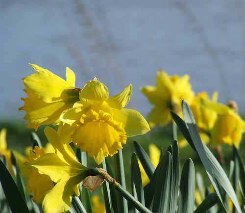 Daffodils