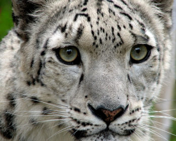 Snow Leopard