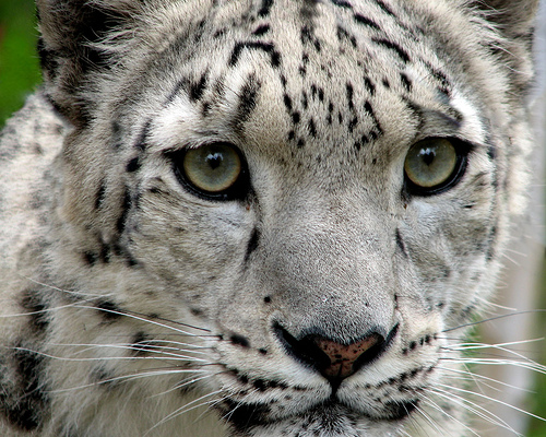 Snow Leopard