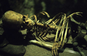 skeleton