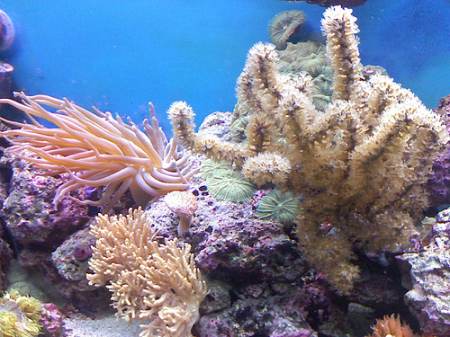 Coral