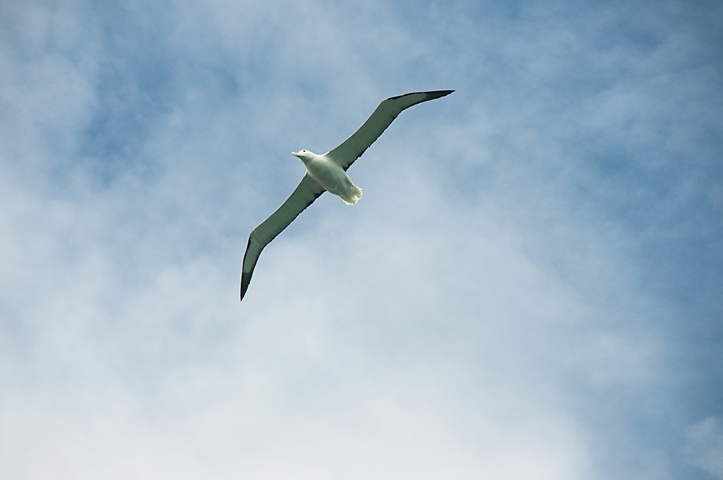 albatross