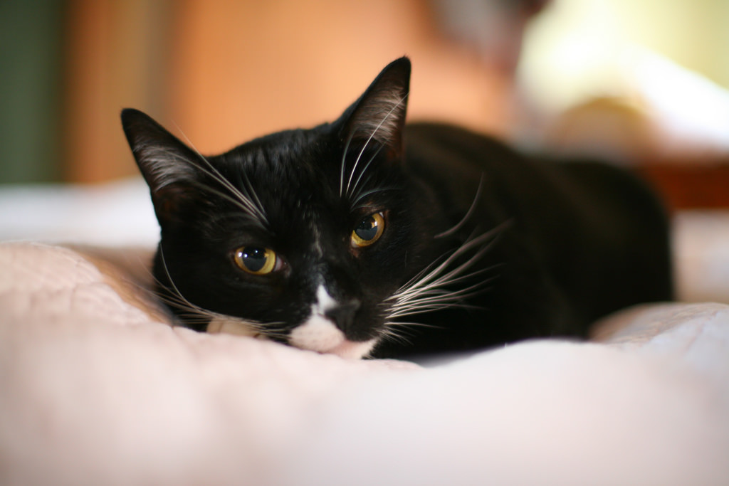 Tom Cat