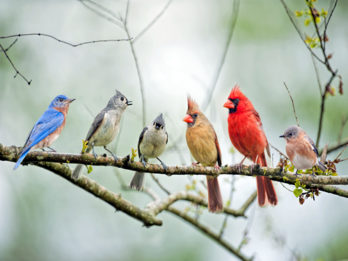 flock-of-birds