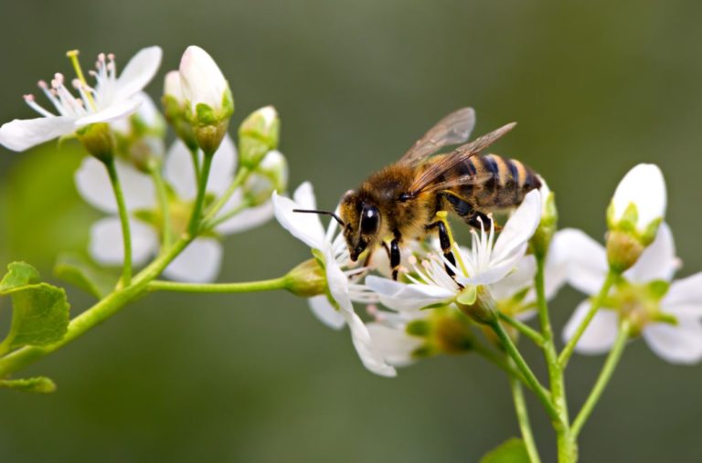 Beneficial Insects