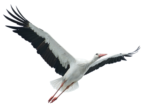 Flying,Stork,Isolated,On,White,Background