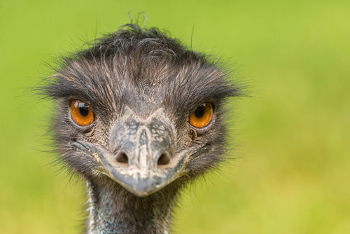 Portrait,Of,Australian,Emu,(dromaius,Novaehollandiae)