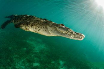 A,Wonderful,Saltwater,Crocodile,At,Depth,In,The,Piercing,Rays