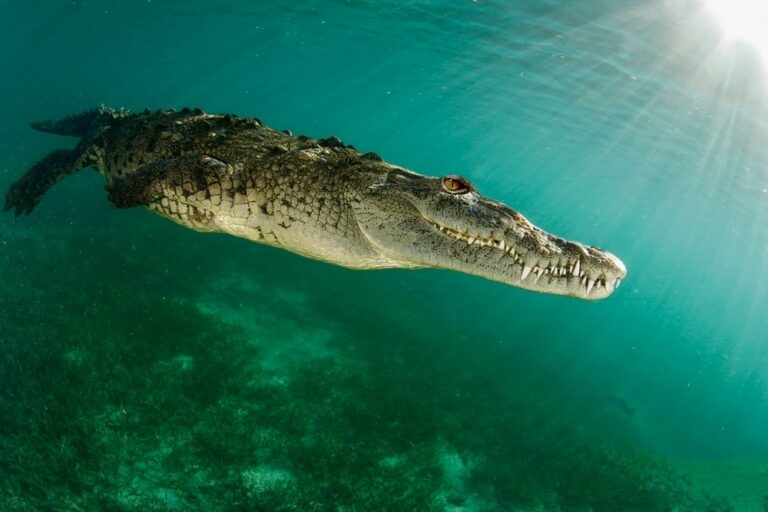 A,Wonderful,Saltwater,Crocodile,At,Depth,In,The,Piercing,Rays