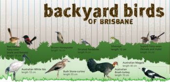 Aussie Backyard Bird Count 2024