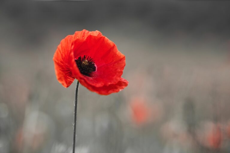 World,War,Remembrance,Day.,Red,Poppy,Is,Symbol,Of,Remembrance
