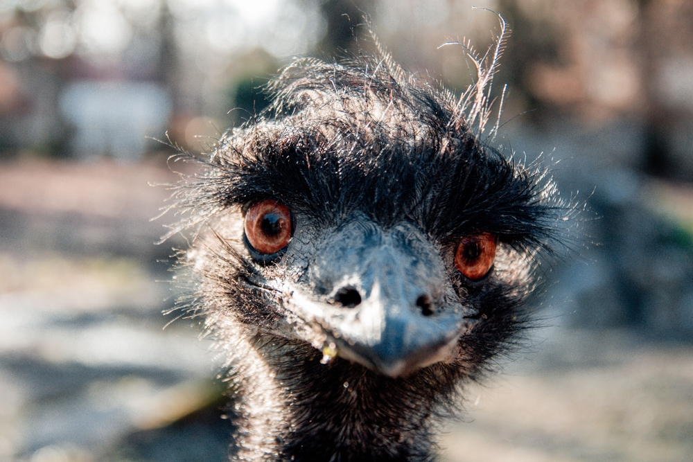 A,Macro,Closeup,Shot,Of,A,The,Emu,War,Bird's