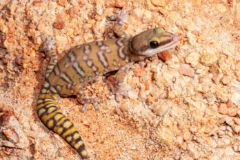 Australian,Northern,Spotted,Velvet,Gecko