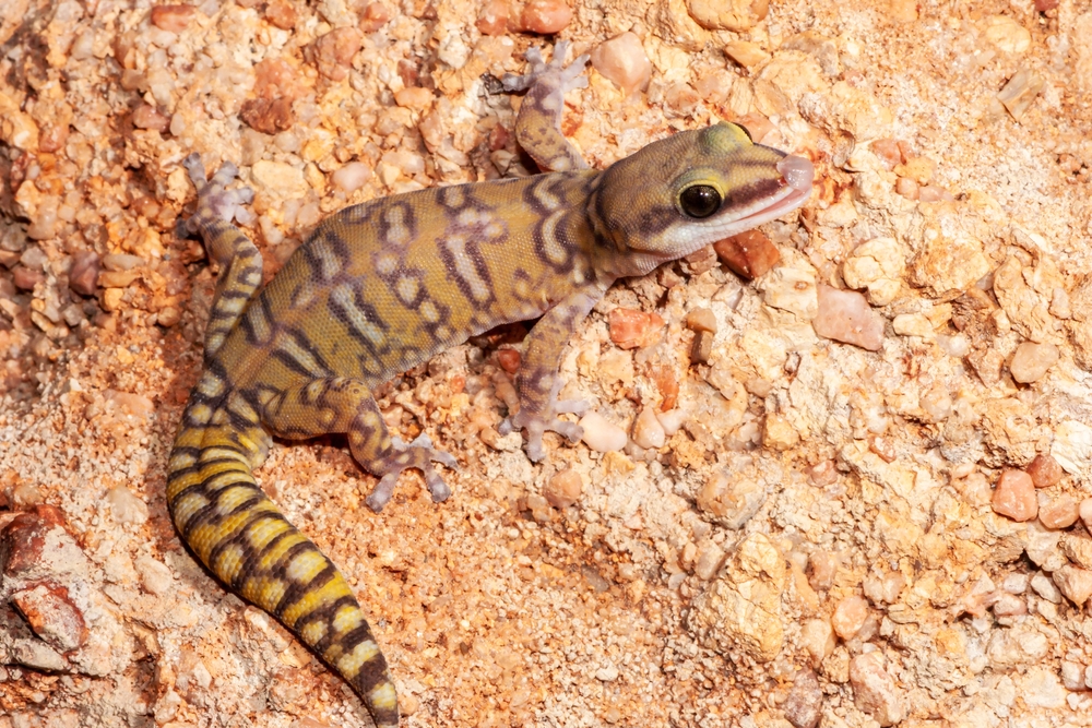 Australian,Northern,Spotted,Velvet,Gecko