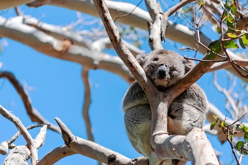 Cute,Koala,On,A,Gum,Tree,Branch,At,Cape,Otway