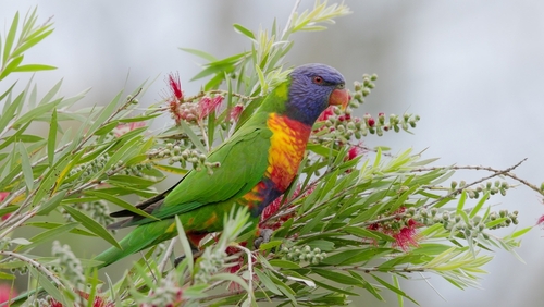 A,Rainbow,Lorikeet,Perched,On,Red,Bottlebrush,Calling,At,The