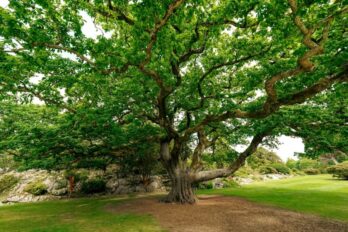 shutterstock_2662240265