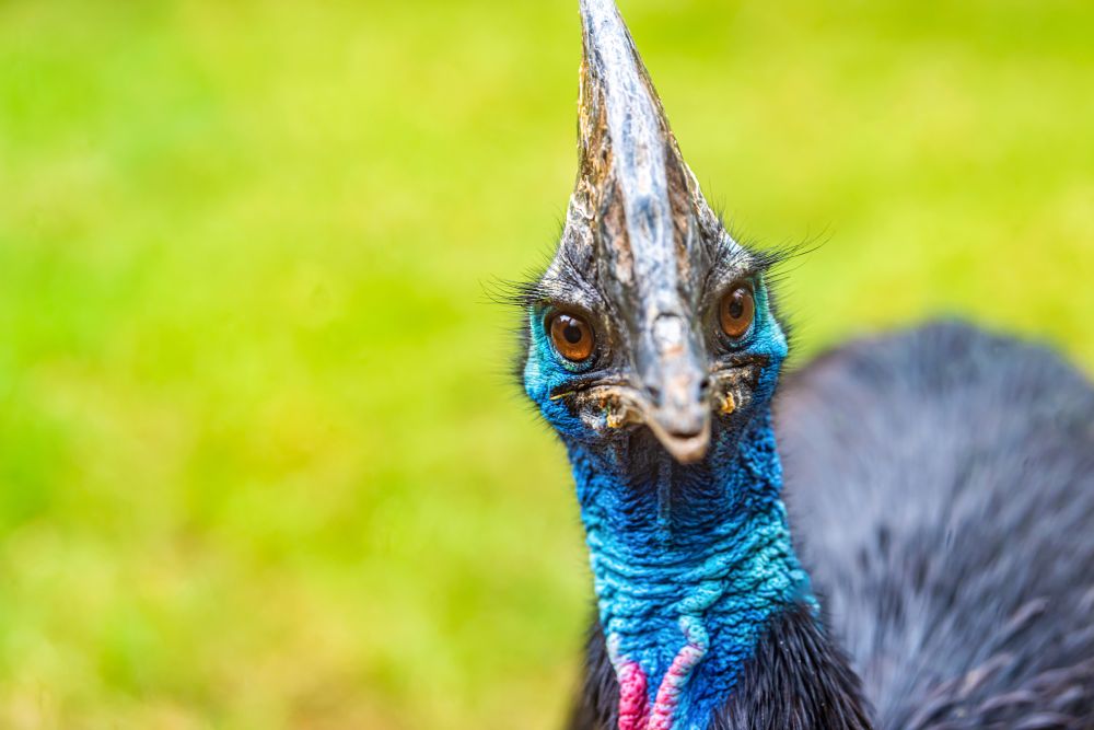 Cassowary