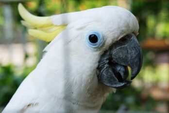 Close-up,Of,A,White,Cockatoo's,Face,,Highlighting,Its,Sharp,Beak,