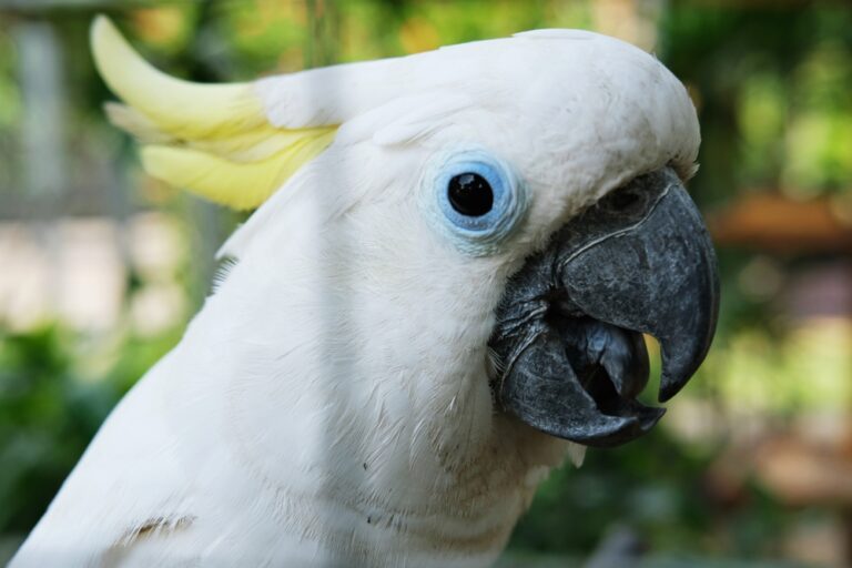 Close-up,Of,A,White,Cockatoo's,Face,,Highlighting,Its,Sharp,Beak,