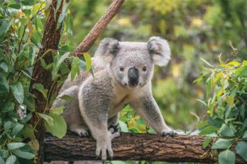 Koala craft image of actual koala