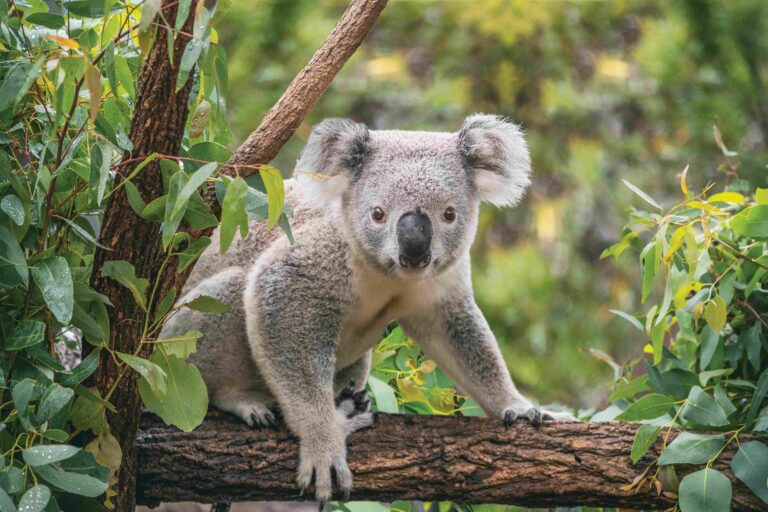 Koala craft image of actual koala